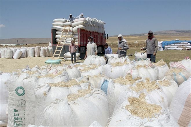 Kışlık saman hazırlıkları sürüyor