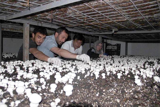 AYDA 50 TON ÜRETİYOR
