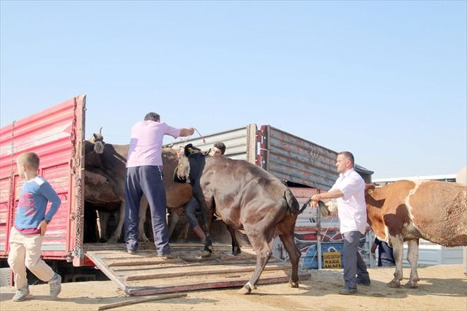 Kurban pazarları hareketlendi