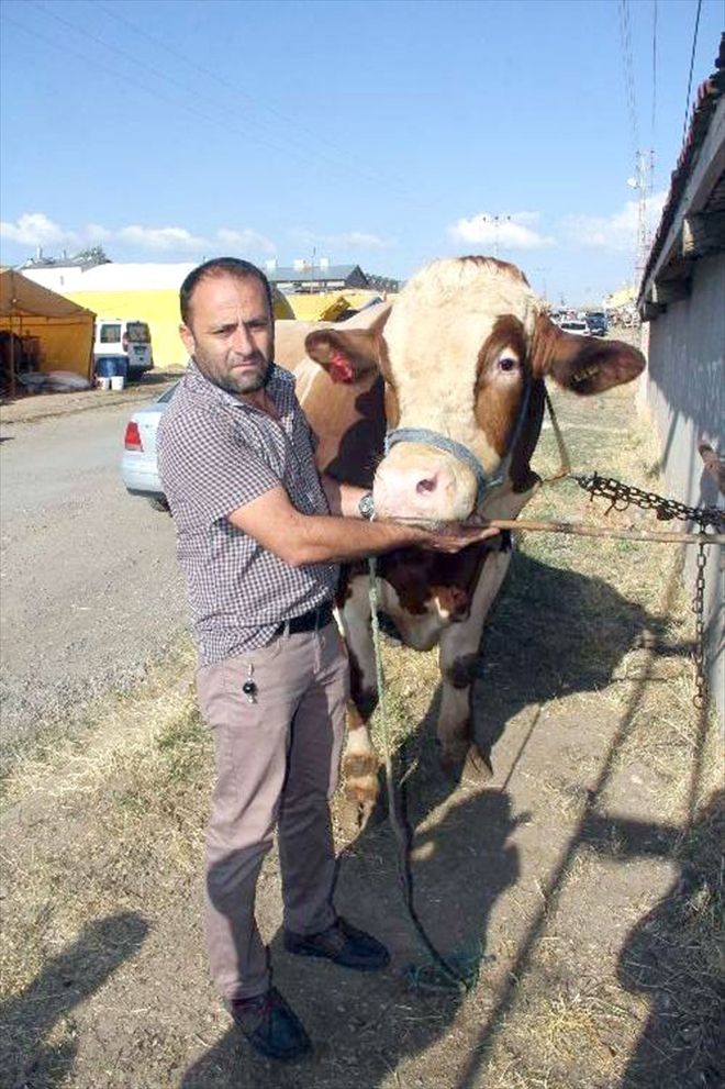 Pazar tosun görsün