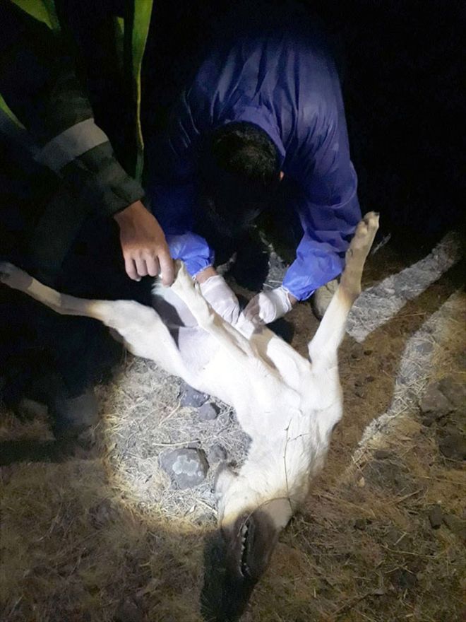 Sivas´ta köpek ölümleri