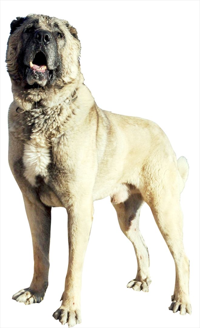 KANGAL KÖPEĞİ ANTALYA´DA TANITILACAK