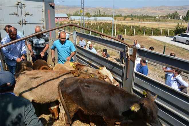 Genç çiftçilere dana dağıtıldı