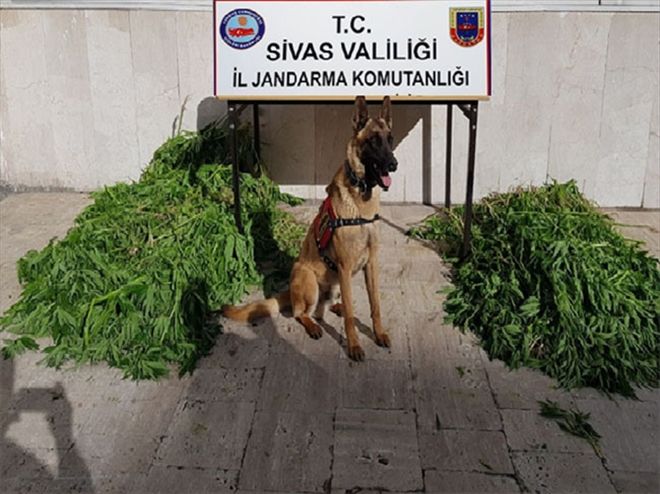 2 bin 84 kök kenevir bitkisi ele geçirildi