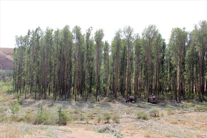 DEDELER DiKiYOR TORUNLAR KESiYOR 