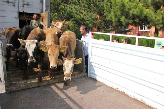 17 çiftçiye 102 düve hibe edildi