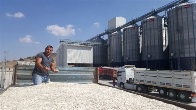 Ayçiçeği çiftçisinin yüzü güldü
