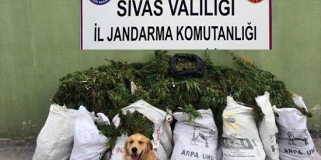 46 kilo esrar ele geçirildi