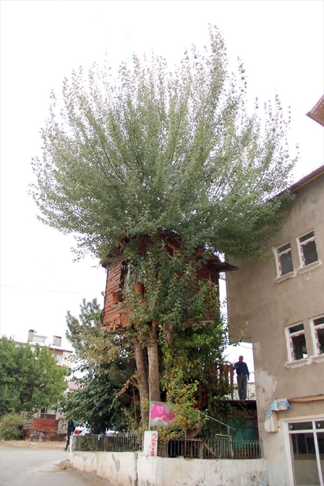 Ağaç evin yürek burkan öyküsü