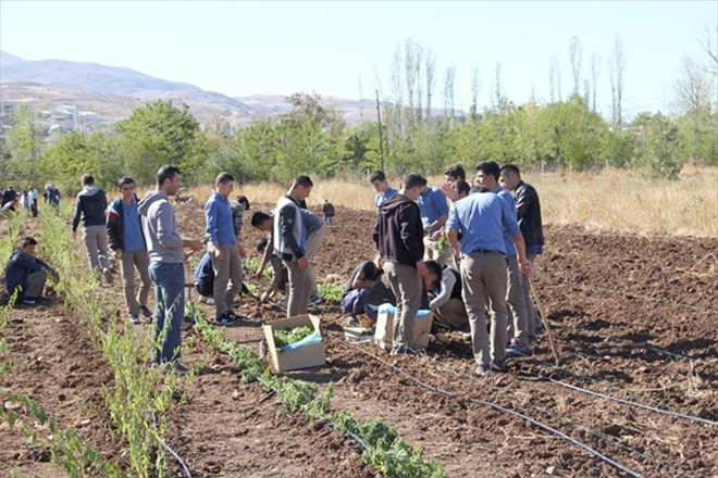 22 bin ücretsiz fide dağıtıldı