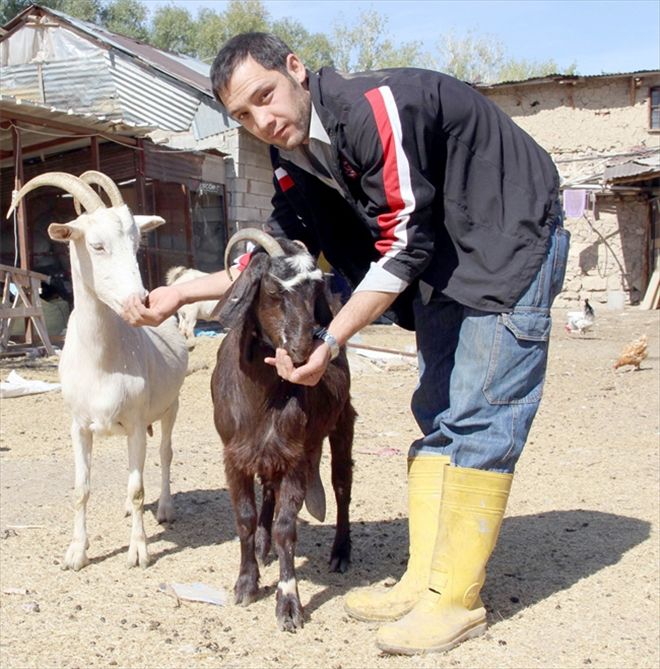 Çocuğunun kabızlığını keçi sütüyle tedavi etti