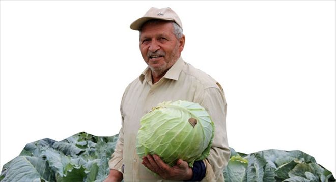 Dedesinden kalma tohumla lahana ekiyor