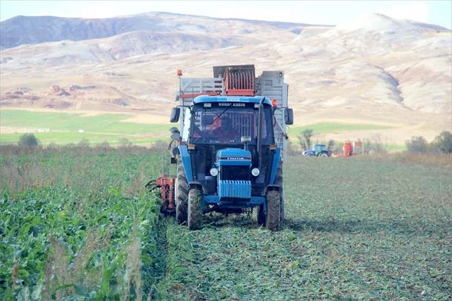 Şeker pancarı hasadı başladı 