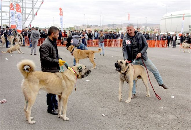 Çoban köpekleri güzellikte yarıştı