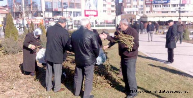 Bedava Gül