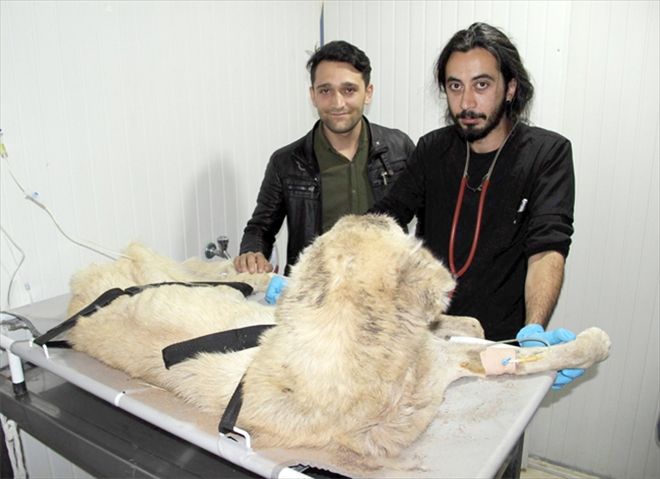Kangal cinsi köpeğe yardım eli