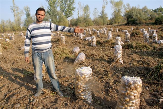 Patates hasadı başladı