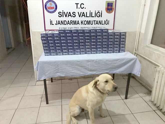 Kaçakçılara Jandarma´dan geçit yok