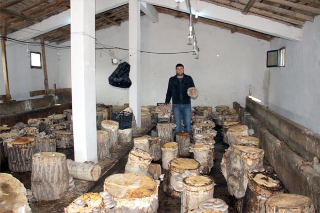 Kavak kütükleri  ekmek teknesi oldu