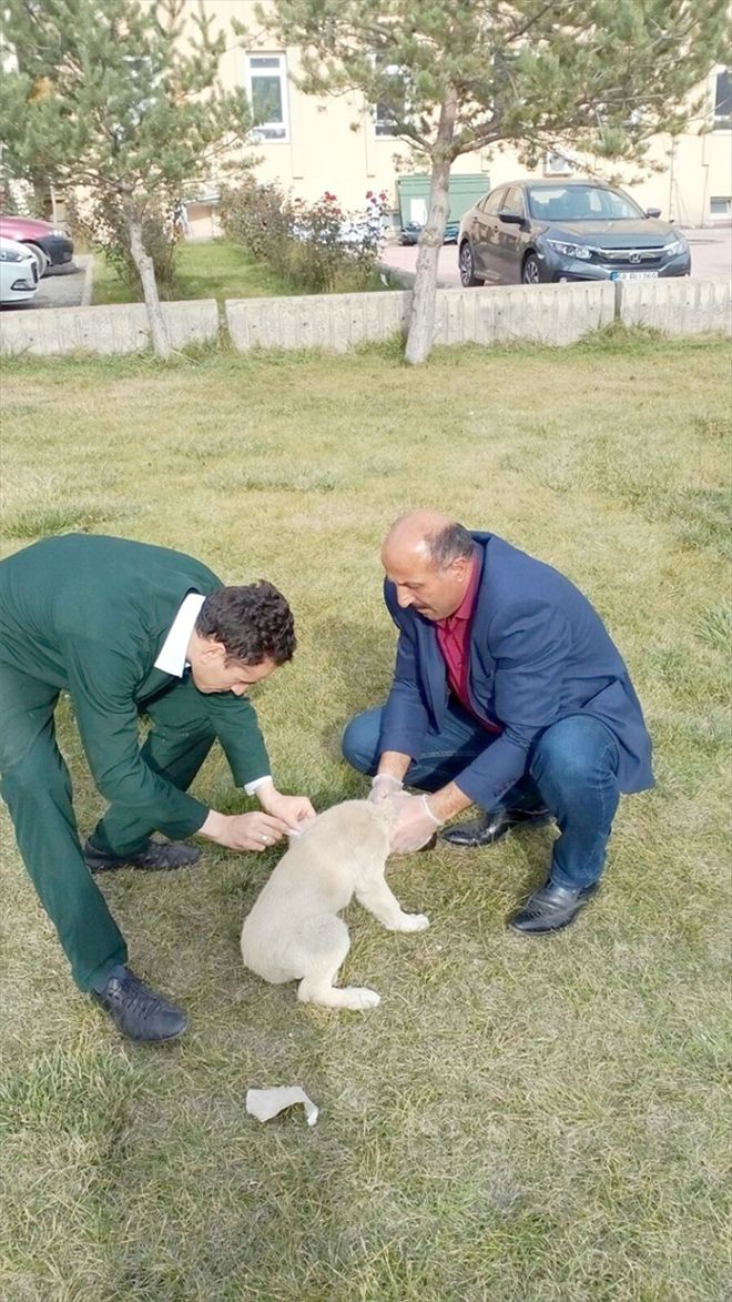 Doğanşar´da sokak köpekleri aşılandı 