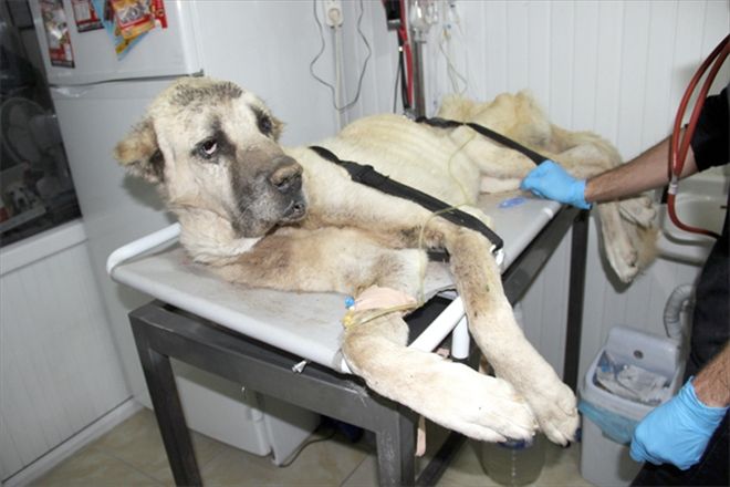 Yaralı kangal için bir çok ülkeden yardım teklifi