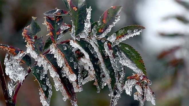 Meteoroloji´den zirai don uyarısı 