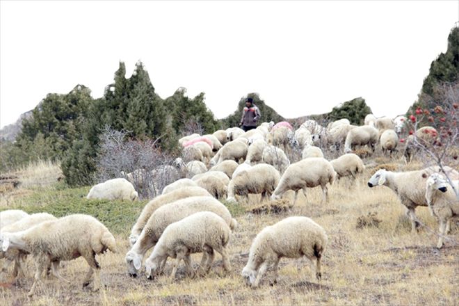 BİR GÜZEL SÜRÜ HİKAYESİ