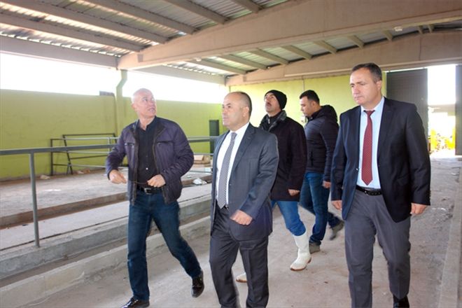 Damızlık düve projesinde SONA YAKLAŞILDI