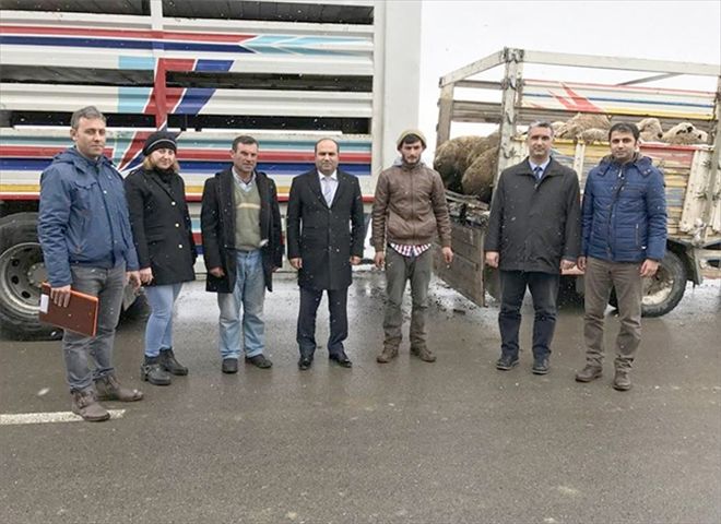 Genç çiftçilere küçükbaş hayvan dağıtıldı