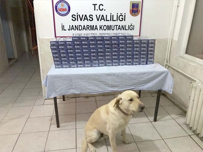 Jandarma´dan kaçakçılığa geçit yok 