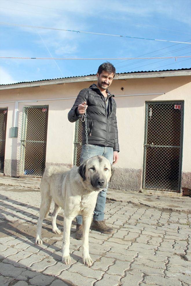 İşkenceye uğrayan köpek hayata döndü