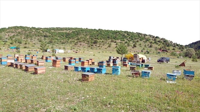 Üç ilde 18 bal ormanı tesis edildi