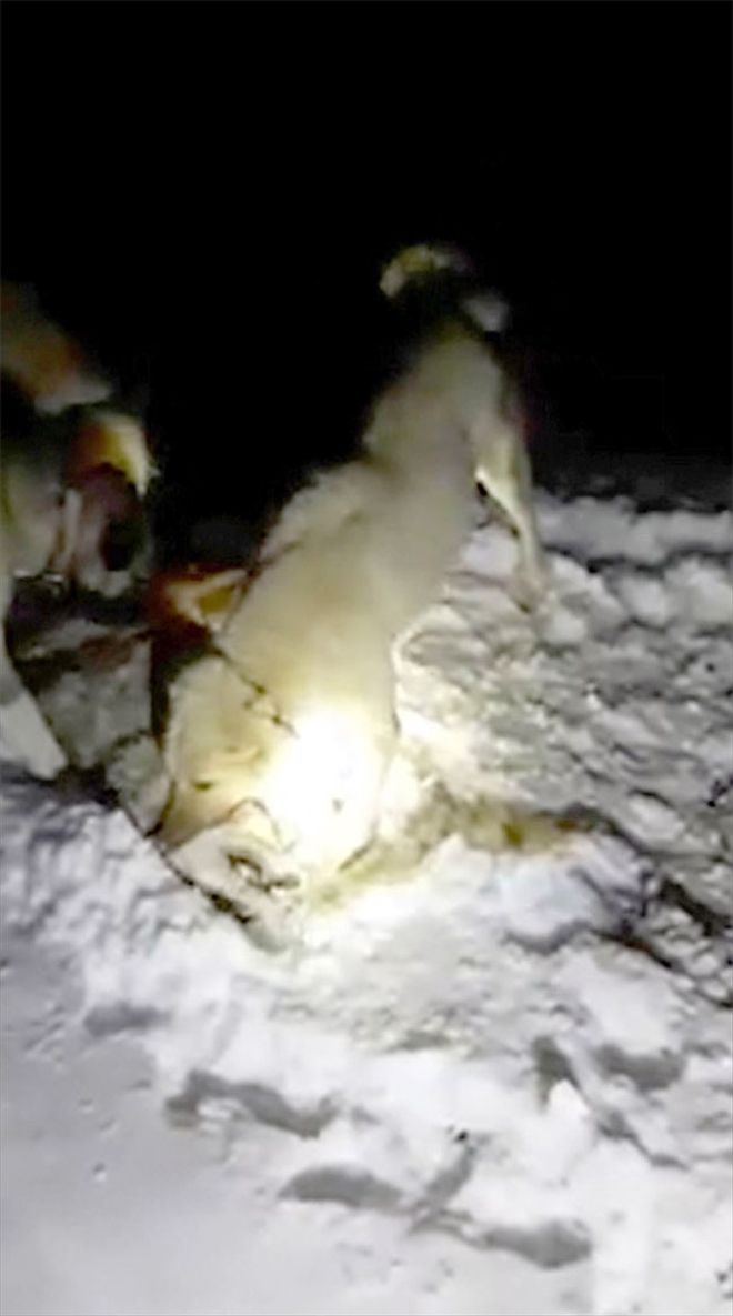 Sürüye saldıran kurdu, kangal köpekleri boğdu
