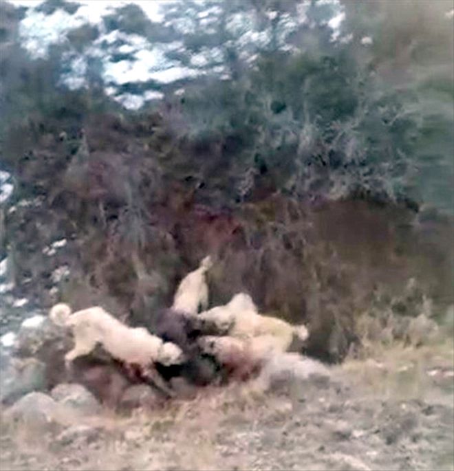 Sürüyü Kangal     köpekleri korudu