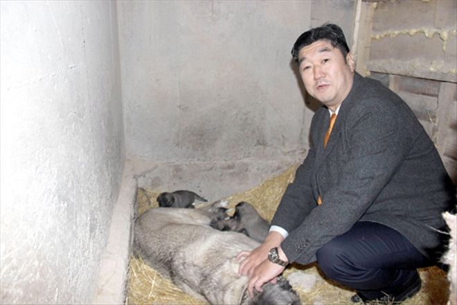 Japon patronun Kangal köpeği sevgisi 