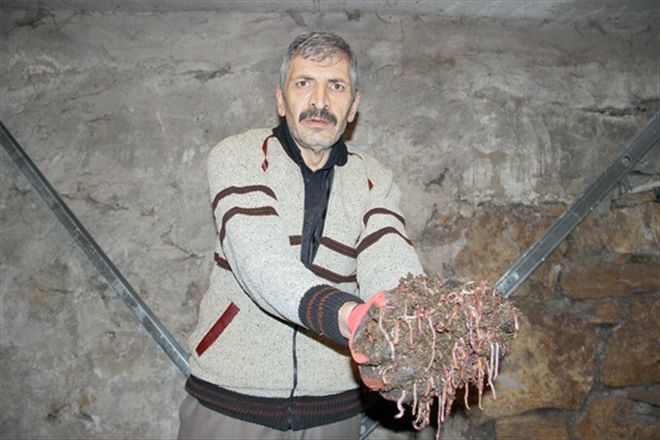 Evinde yüz binlerce solucan besliyor 
