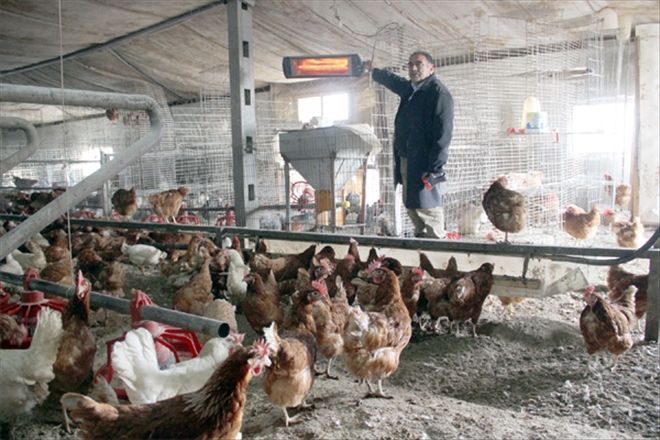 Yumurta verimini ısıtarak artırdı