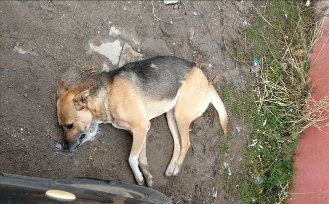 Çok sayıda köpek zehirlenerek öldürüldü 