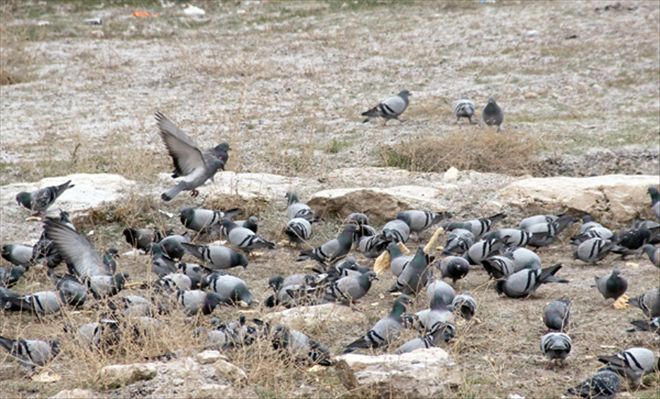 Kuşlar için her sabah erken uyanıyor