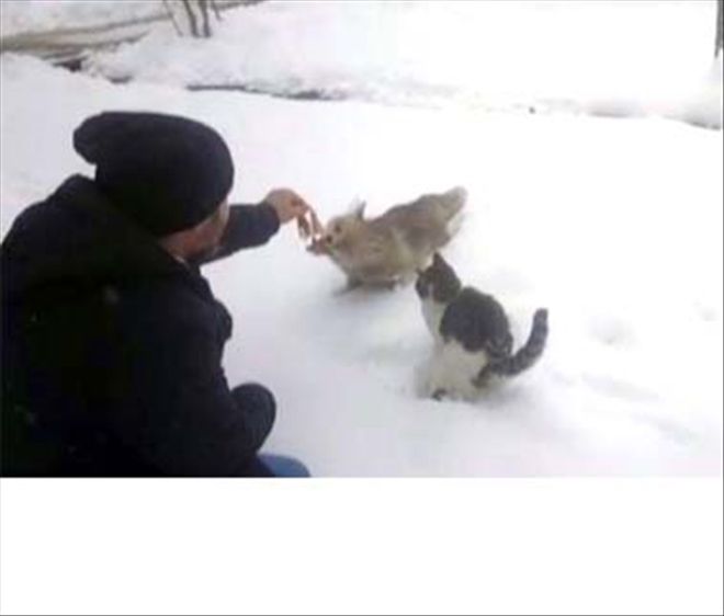 Aç kalan tilkiyi elleriyle beslediler