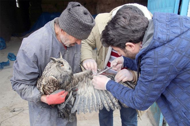 Yaralı baykuş tedavi edildi
