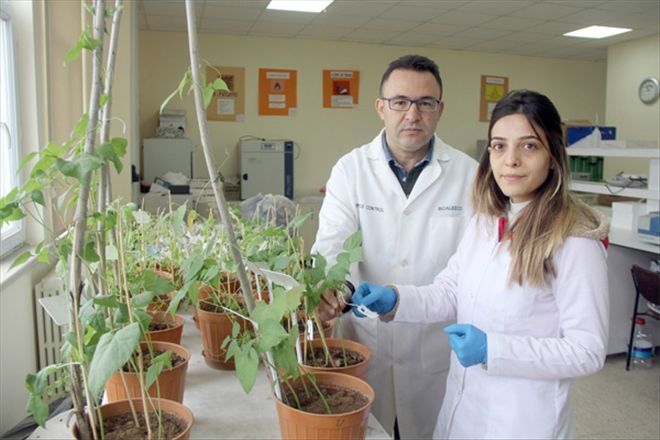 Kuraklığa dayanıklı tohumlar seçilmeli