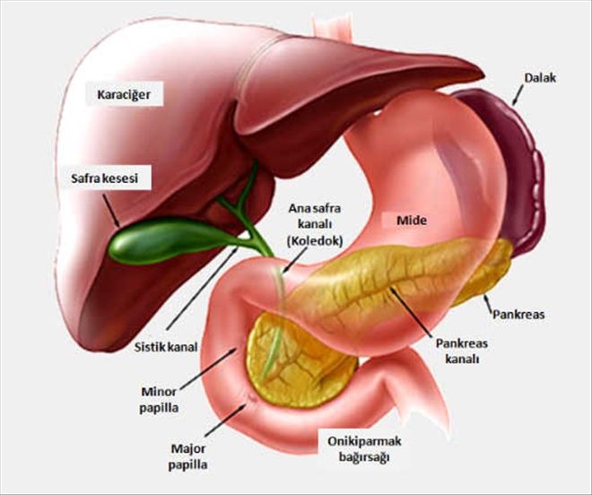 Safra ve pankreas kanalı hastalıkları için ´ERCP´ YÖNTEMİ 