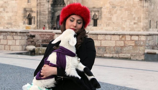 Kuzuyu evinde ´bebek´ gibi besliyor