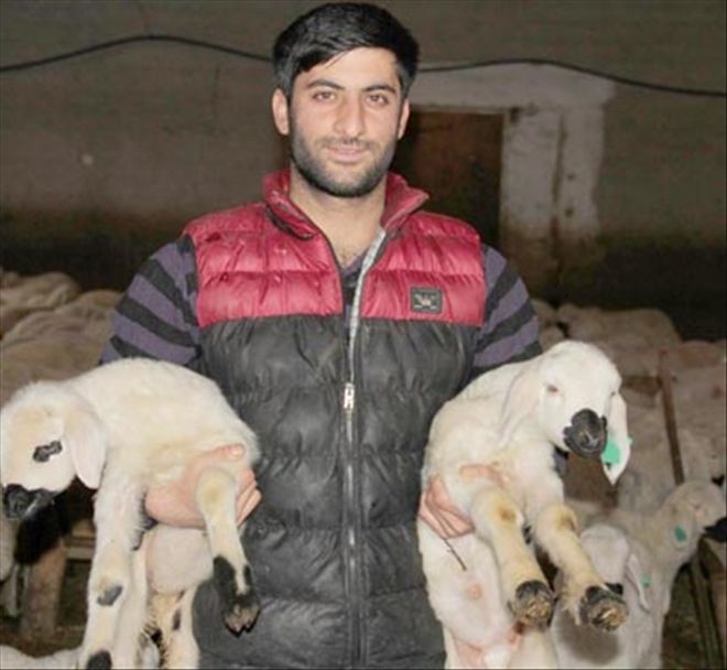 Baharın müjdecisi´ kuzular doğmaya başladı 