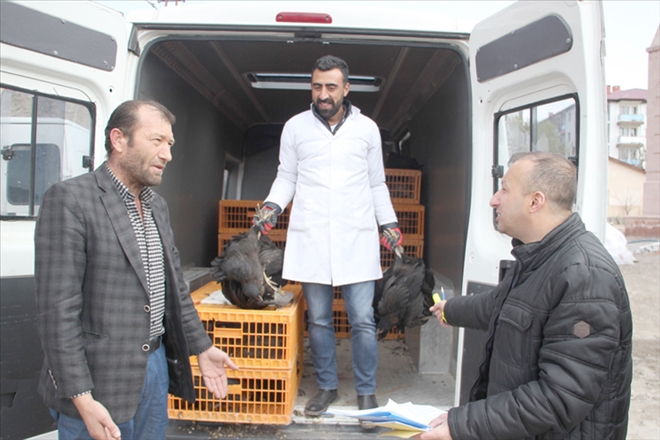 11 bin adet tavuk dağıttılar