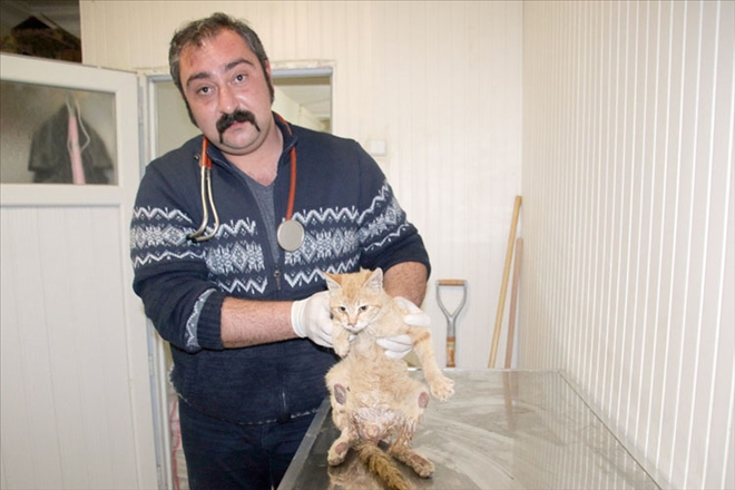 Yaralı bulunan sokak kedisi tedavi altına alındı