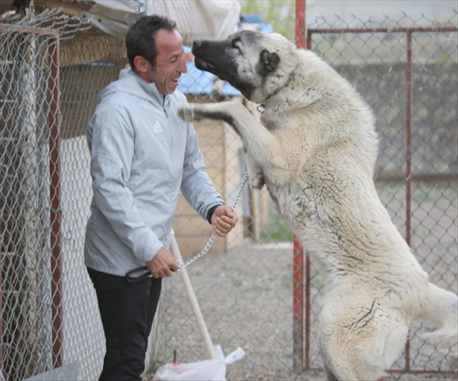 Recep hocanın Kangal sevdası