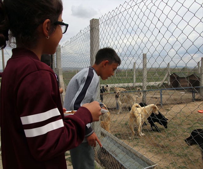 Öğrenciler hayvan barınağında köpekleri besledi