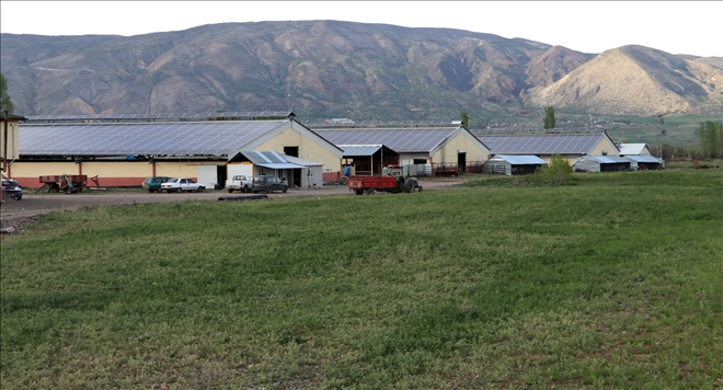 AHIRLARDA ELEKTRİK ÜRETİYORLAR 
